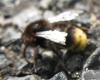 285689 – Photo : Lithos insektoide – France (49)